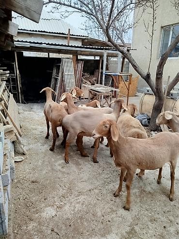 Продаю | Овца (самка) | На забой | Матка — 4