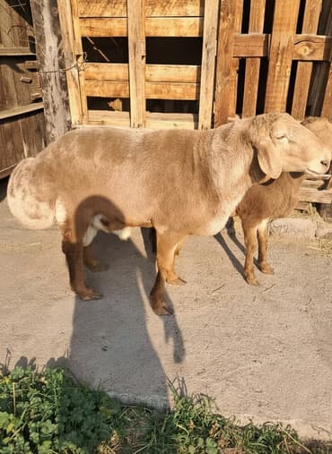 рэгдолл цена бишкек: Продаю | Баран (самец) | Арашан | Для разведения | Осеменитель — 2