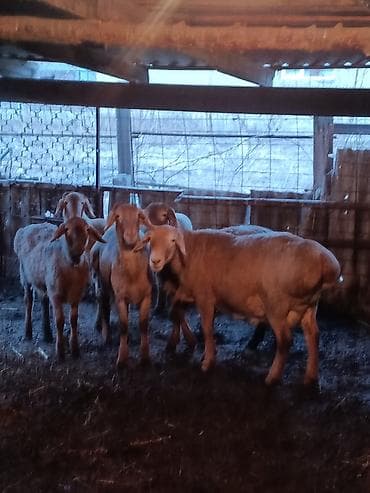 овца самка: Продаю | Овца (самка) | Для разведения | Племенные — 1