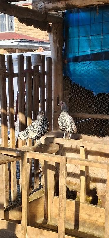 ат жаныбар: Сатам | Тооктор | Көбөйтүү үчүн — 1