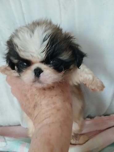 ит тайган: ШИКАРНЫЕ. ИМПЕРАТОРСКИЕ. ЩЕНКИ. ПЕКИНЕСОВ. ПЯТНАРИ. ТРИКОЛОР — 9