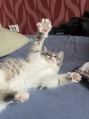 девочки: 2 месяца, Девочка, Приучена к лотку — 5