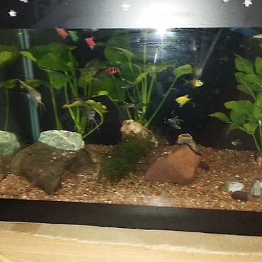 горбуша рыба: Аквариум на 50 литров заводской с крышкойс освещением . В него — 5