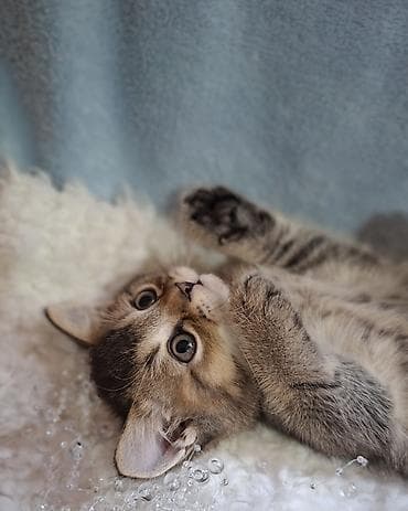 сиамские кошки купить: Скотиш Страйт (Шотландская прямоухая), 2 месяца, Мальчик, Приучена к лотку, Проглистована — 7