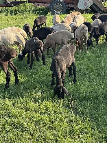 клетка для баранов: Продаю | Овца (самка), Ягненок, Баран (самец) | Гиссарская, Полукровка, Меринос | На забой, Для разведения, Для шерсти | Племенные, Кастрированные, Осеменитель — 7