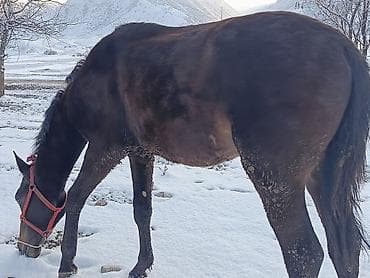 Үй жаныбарлары: Сатам | Байтал | Жумушка — 3