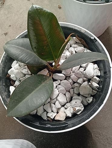 фикус декоративный: Фикус эластика (Ficus elastica) в декоративных кашпо - Комнатные — 4