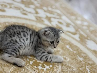 Кошки: Скотиш Фолд (Шотландская вислоухая), 2 месяца, Мальчик, Приучена к лотку — 2