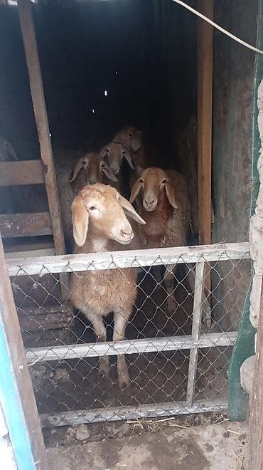 витамины для овец: Продаю | Овца (самка) | Арашан | Для разведения | Ярка — 2