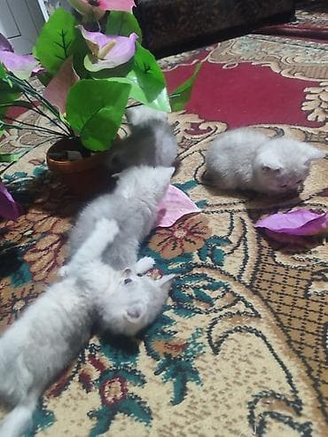 кошки сфинкс: Скотиш Страйт (Шотландская прямоухая), 2 месяца, Девочка, Серебристая шиншилла, Приучена к лотку — 8