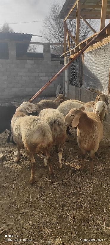 барана: Продаю | Баран (самец) | Полукровка — 3