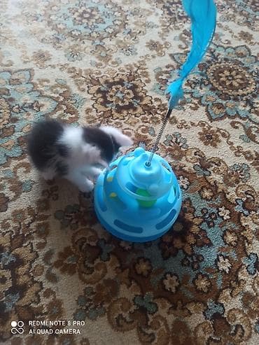 куда отдать кошку бишкек: Кошка даром: Беспородная, 2 месяца, Мальчик, Приучена к лотку — 8
