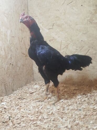 собаки рынок в бишкеке цены: Дакан тулок короз сатылат алмашу жолдору бар адрес Заря Тынчтык конушу — 2