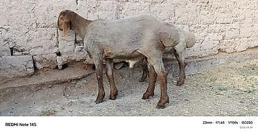 баран самка: Продаю | Овца (самка) | Для разведения | Ярка — 4