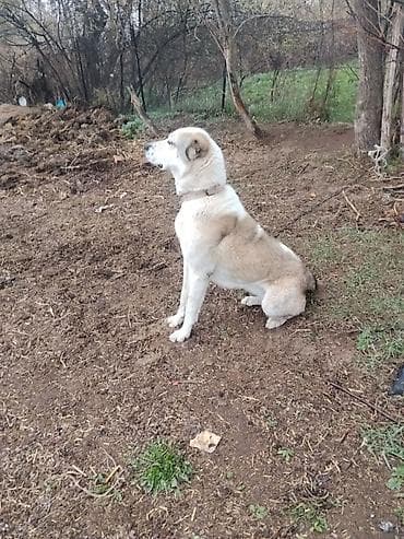 chi su: Собака крупной породы, окраса бело‑палевый с темной маской. Коренастое — 1