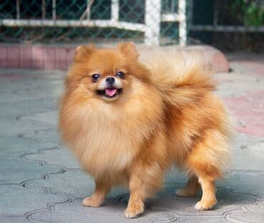 Ит бекер берем: Шпиц, 3 жаш, Ургаачы, Эмделген — 1