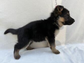 золотистый ретривер цена бишкек: 🐾 Щенки немецкой овчарки 🐾 Продаются красивые, породные щенки — 12