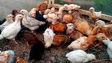 куриный сетка: Продаю | Цыплята | Домашняя | Для разведения — 1