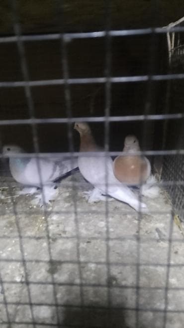 шиншилла цена бишкек: Продам голуби🕊 одна штука 1000 есть пара 2000сом есть одна семья — 1