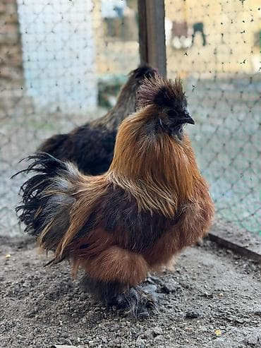 индюки кара балта: Продаю петухов шелки — 3