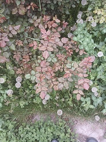 розы садовые: Саженцы Самовывоз — 4