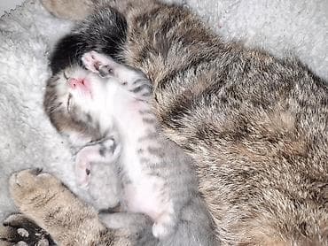 Продажа кошек: Британская короткошёрстная, 1 месяц, Девочка, Серый, Приучена к лотку — 10