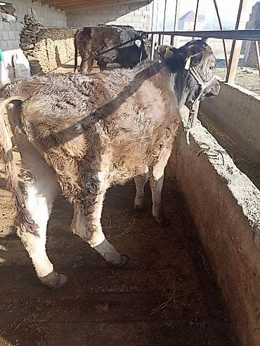 белая кошка: Продаю | Музоо, торпок | На откорм | Привязанные — 1