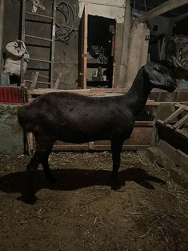 кочкор овца: Продаю | Овца (самка) | Арашан | Для разведения — 3