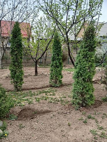 дерево туя: Цена от 7000 до 9000 сом. г. Бишкек, жилой массив Кок-Жар. Самовыкоп — 2