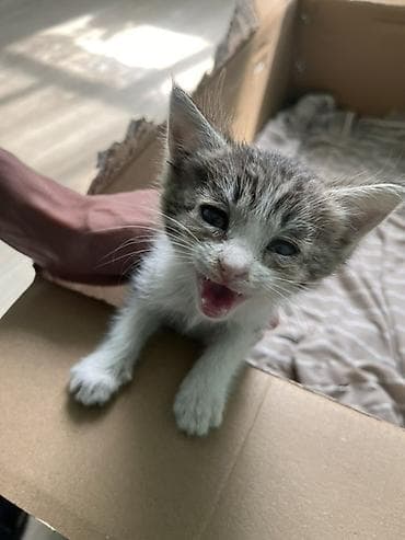 котёнк: Отдам котёнка в добрые руки 🫶🏻
Малышка ищет дом 🥹 — 1