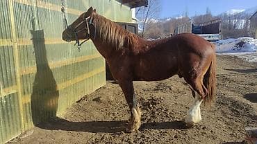 корм для куриц несушек: Продаю | Жеребец | Рабочий — 1