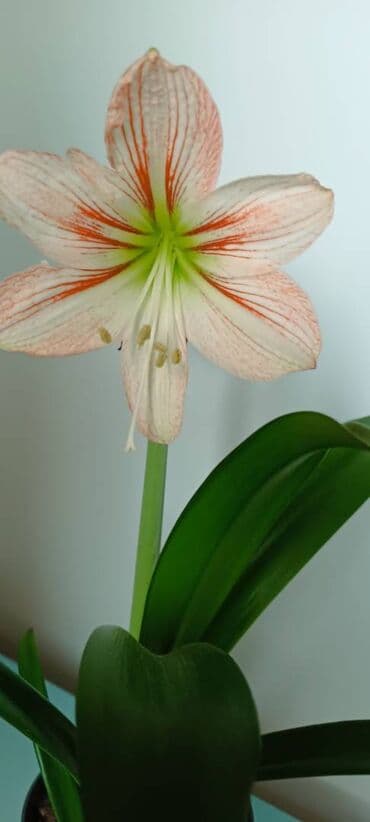 сколько стоят гипсофилы: Продаю гипераструмы. Сортовый Dansing Qween детки 350сом (махровый) — 3