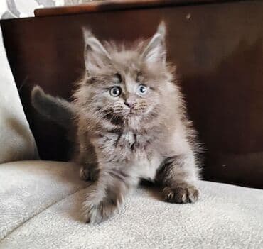 Кошки: Чистокровные котята Мейн-куны от элитных кровей с документами — 6