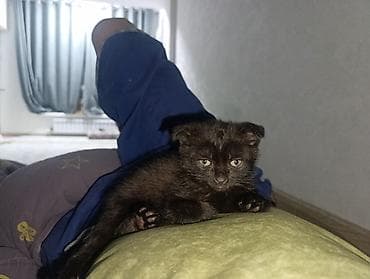 скоттиш фолд черный цена: ОТДАМ ДАРОМ, Черный вислоухий котёнок, около 2-3 месяцев отдам — 1