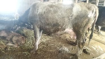 куплю быков на мясо: Продаю | Корова (самка) | Полукровка | После отела — 4