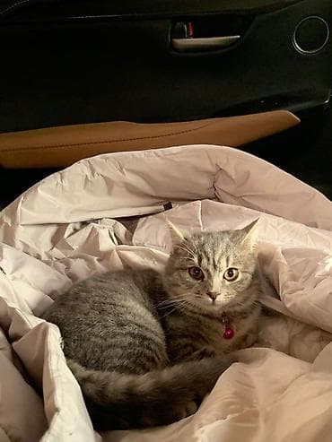 абисинская кошка: Британская короткошёрстная кошка, серебристо‑серый тигровый окрас — 1