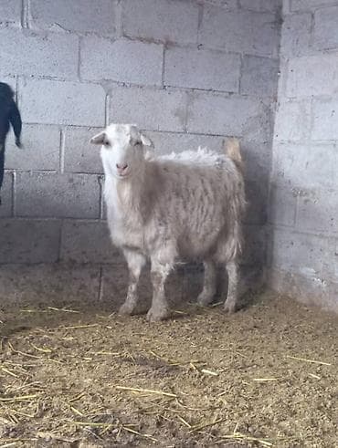 продаю козы: Продаю | Козёл (самец) | Зааненская — 2