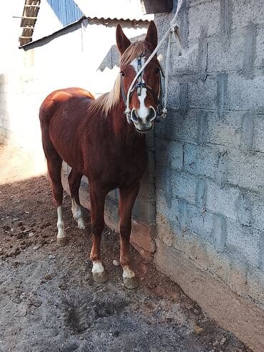 возьму собаку в добрые руки: Продаю | Конь (самец) — 2