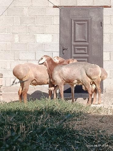продам пчёл: Продаю | Баран (самец) | Арашан | Для разведения | Племенные — 4