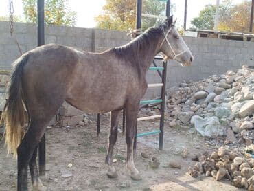 домик для кот: Продаю | Кобыла (самка) | Конный спорт — 1