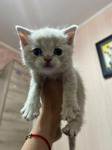 Продажа кошек: Предлогаются к бронированию 3 девочки и 2 мальчика серый и кремовый !! — 5