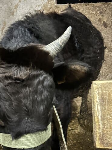 коровы молочной породы купить: Продаю | Бык (самец) | Для разведения | Привязанные — 4