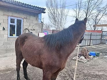 бойка эр: Сатам | Байтал | Жумушка | Мерин — 4