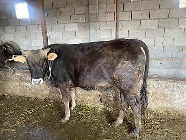 бычки телята: Продаю | Бык (самец) | На откорм — 8