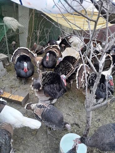 Продаются индюки породистые на разведение и на забой! Крупные и