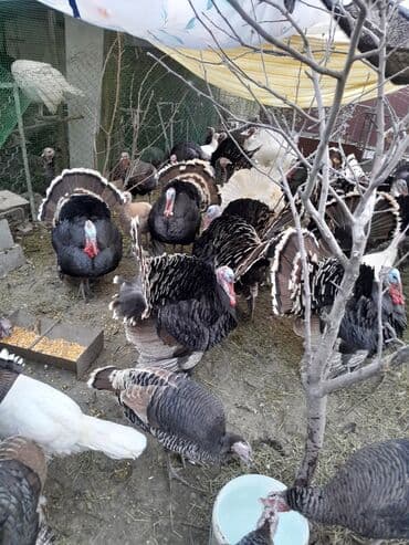 продам домик для кошки: Продаются индюки породистые на разведение и на забой! Крупные и — 1