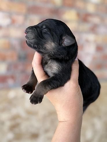 Иттер сатылат: Продам чистокровных щенков немецкой овчарки. 🐾 В наличии мальчики и — 5