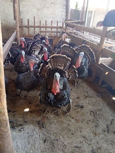 сколько стоит черепаха маленькая в бишкеке: Индюки породы бронзовая (классические темные с бронзовым отливом) — 2