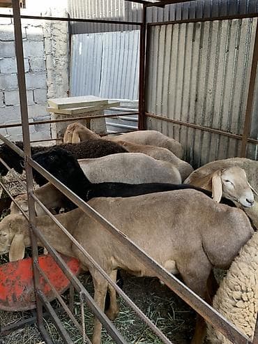 купить калифорнийских червей для разведения: Продаю | Овца (самка) | Для разведения — 2