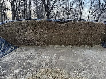 токмок собаки: Продаю силос высокого качества Адрес Ысык атинский район село Кенеш — 2